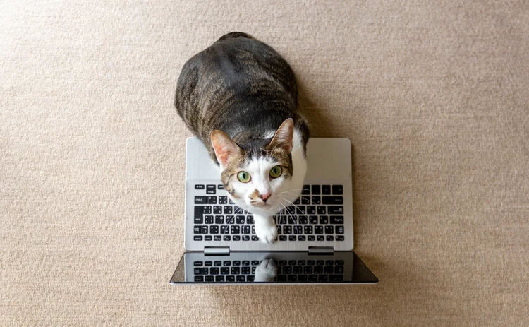 cat and laptop